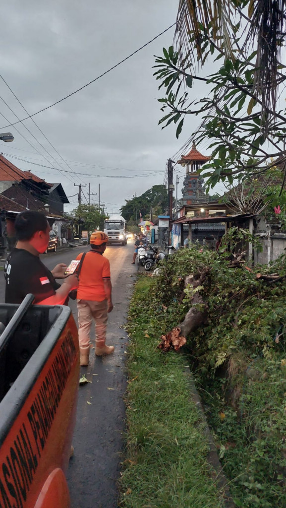 Pohon Tumbang di Jalan Raya Tangeb, Banjar Tangeb, Desa Mengwi, Kecamatan Mengwi Tanggal 01 Juli 2024